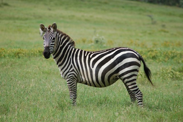 ZooTracker
