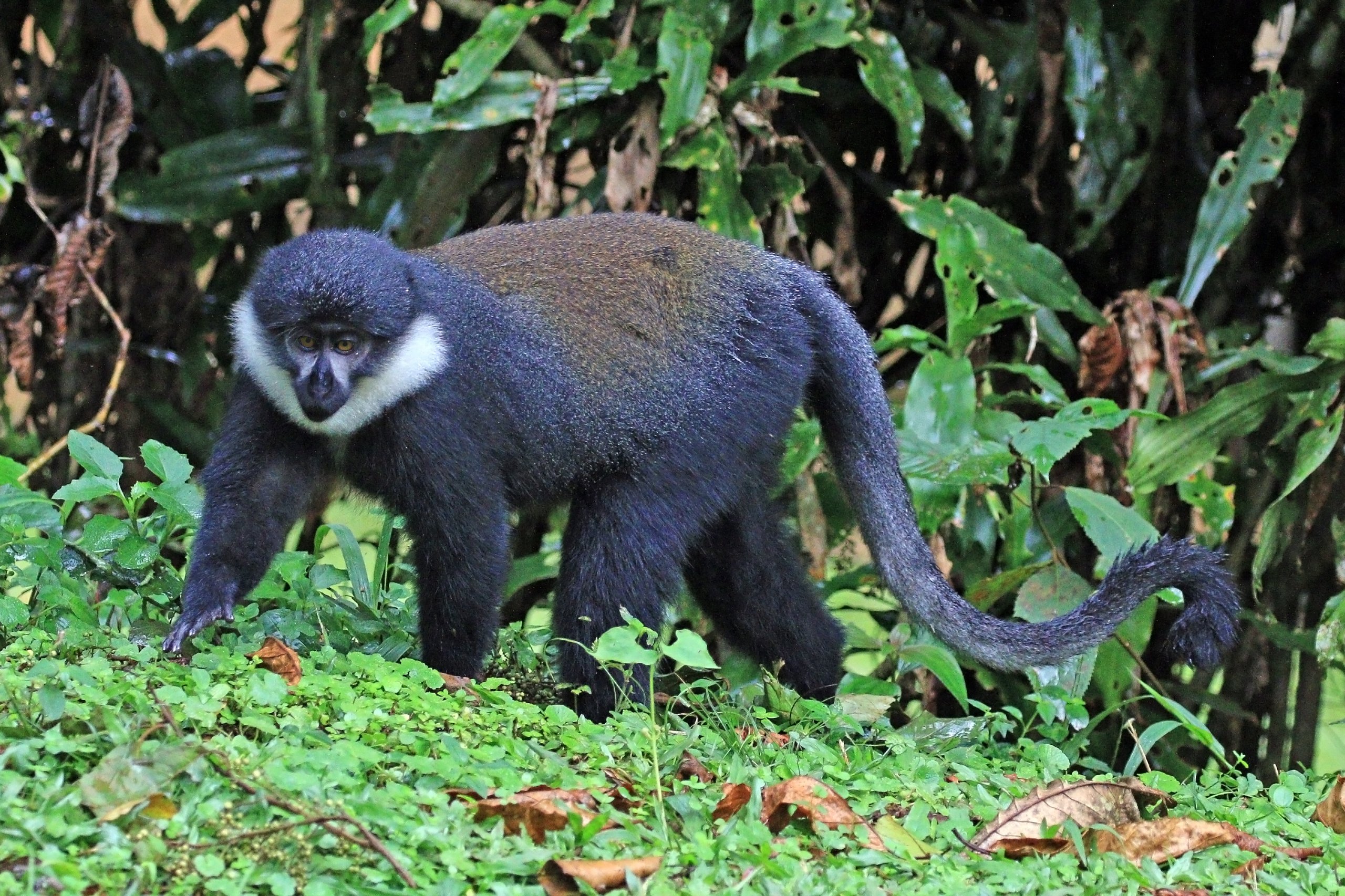 ZooTracker